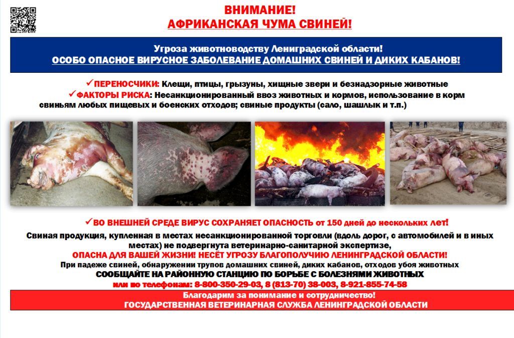 АфриканскаяЧумаСвиней.jpg