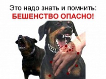 ЧТО НЕОБХОДИМО ЗНАТЬ ПРО БЕШЕНСТВО.